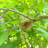 Nature : Praying Mantis  hatchlings emerge in May.  This is a great excuse for why the forsythia still needs pruning.